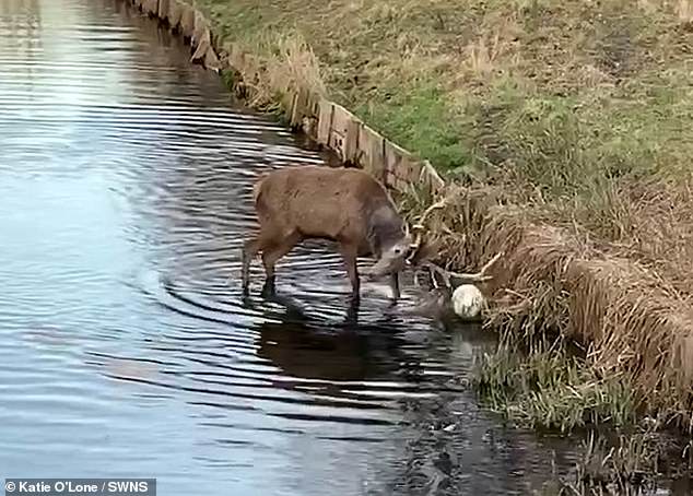 Entlang der Themse im Bushy Park wurde ein Hirsch gesichtet, der seine Fußballkünste trainierte