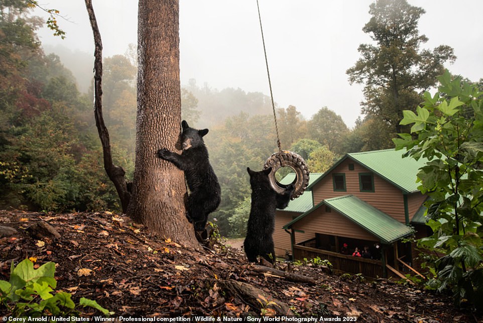 This extraordinary picture shows black bear cubs playing on a rope swing in the backyard of a home in Asheville, North Carolina. It's part of a series - 'Cities Gone Wild' - by U.S photographer Corey Arnold, who says: 'Urban black bears in Asheville are becoming more bold and fearless, resulting in a large influx of bears wandering residential neighbourhoods.' Shedding light on the series as a whole, Arnold says: 'Cities Gone Wild is an exploration of three savvy animals - black bears, coyotes and raccoons - that have uniquely equipped to survive and even thrive in the human-built landscape while other animals are disappearing. I tracked these animals in cities across America to reveal a more intimate view of how wildlife is adapting to increased urbanization.' The series is the overall winner in the 'Wildlife and Nature' category of the Professional Competition