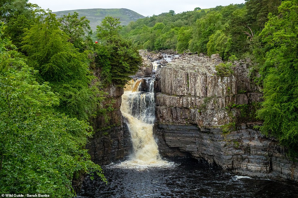 HIGH FORCE WATERFALL, RIVER TEES, DURHAM: 'Chances are you will hear High Force before you see it,' writes Banks. She continues: 'England's biggest waterfall drops a spectacular 21m (69ft) over a shelf of ancient Whin Sill rock, a layer of dolerite formed from molten rock nearly 300million years ago, into a swirling plunge pool below. Take time to marvel at the power of the thundering sheet of white water crashing onto the rocks below.' Co-ordinates: 54.6506, -2.1862