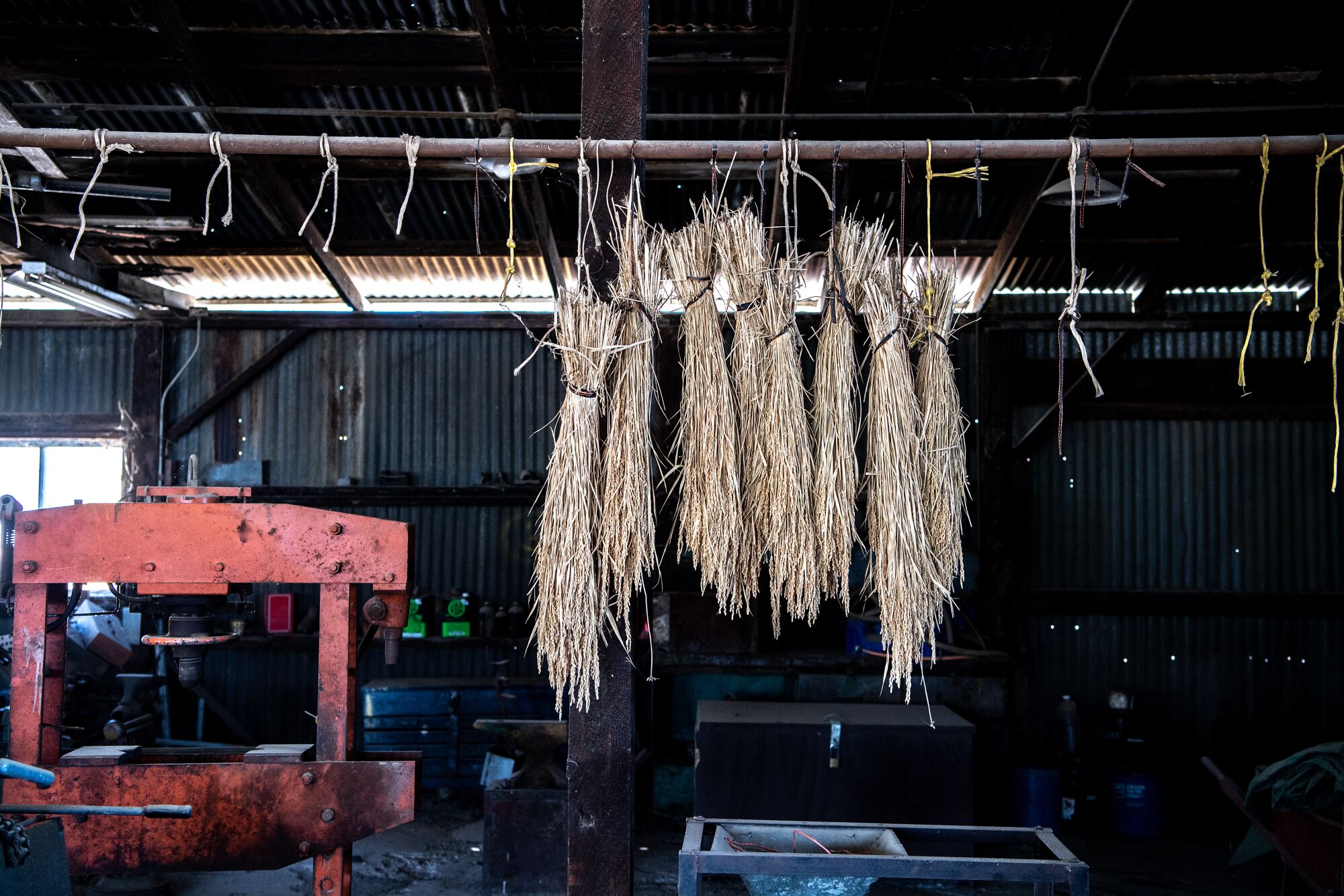 Reisbündel hängen in einem landwirtschaftlichen Gebäude