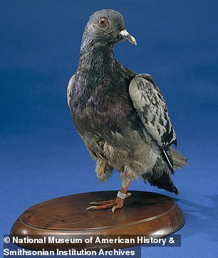 A heroic war pigeon is in the National Museum of American History