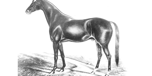 Racehorse Aristides