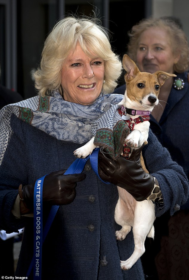 Talking about her love of dogs, Queen Consort Camilla told BBC Radio 5 Live: 'The nice thing about dogs is you can sit them down, you could have a nice long conversation, you could be cross, you could be sad and they just sit looking at you wagging their tail'