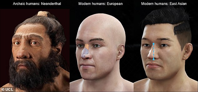 Laut der Studie identifizierten die Forscher 33 Genomregionen neu, die mit der Gesichtsform in Verbindung stehen.  Sie konnten 26 Vergleiche mit Daten anderer Ethnien replizieren, indem sie Menschen in Ostasien, Europa oder Afrika verwendeten