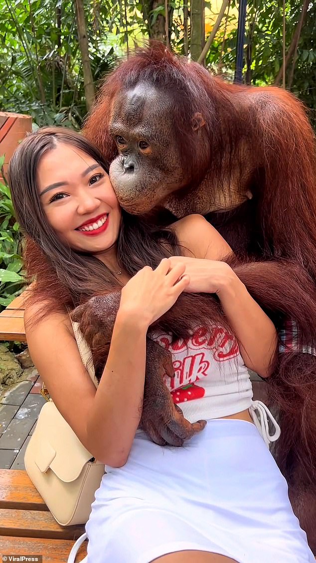 Nicht das erste Mal!  Ein anderer Orang-Utan legte seine Hände auf das Dekolleté einer Frau, zog sie dann zu sich heran und gab ihm im August im selben Zoo einen Kuss