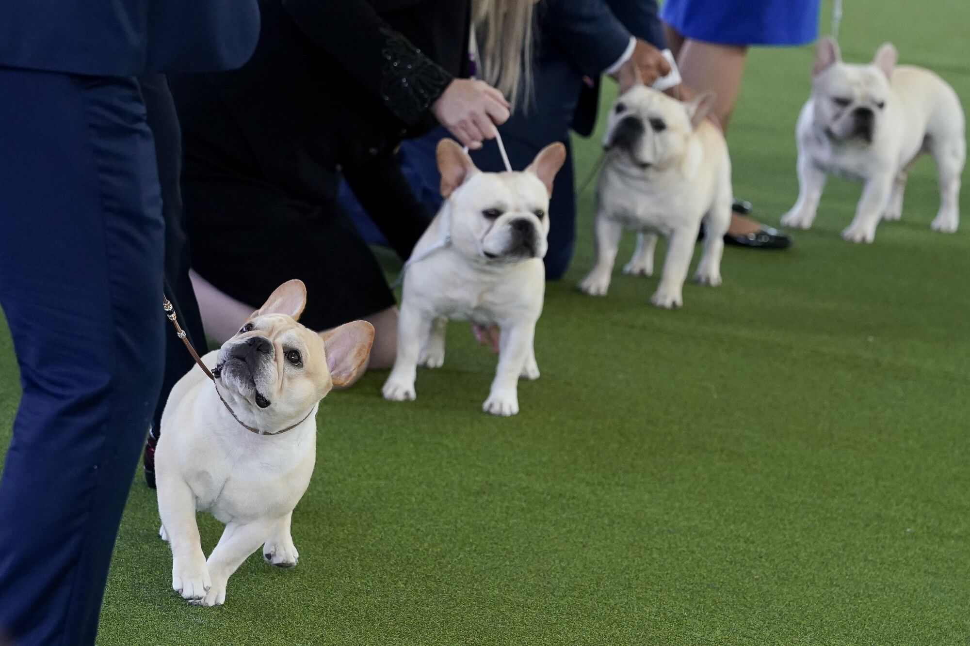 Vier französische Bulldoggen mit ihren Hundeführern in Westminster.