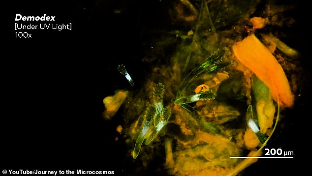 Gruselig oder süß?  Die mikroskopisch kleinen gruseligen Krabbeltiere sind unter der Blendung von ultraviolettem Licht zu sehen