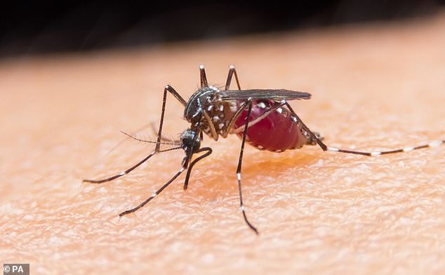 Die Forscher steckten die von den Studienteilnehmern verwendeten Nylonhülsen in einen mit einem Netz bedeckten Becher, der mit erwachsenen weiblichen Aedes aegypti-Mücken gefüllt war – einer Art, von der bekannt ist, dass sie Krankheiten wie Gelbfieber, Zika und Dengue-Fieber überträgt.  Es wurden ausschließlich weibliche Mücken verwendet, da diese sich von Blut ernähren – männliche Mücken hingegen ernähren sich ausschließlich von Pflanzennektar