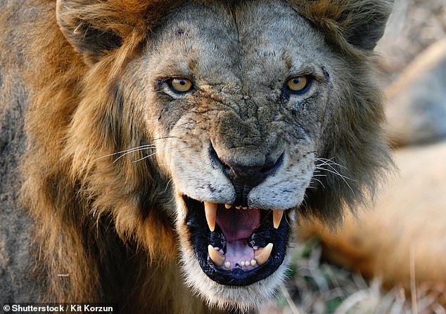 'If a lion does attack, fight back as hard as you can,' says Google Bard