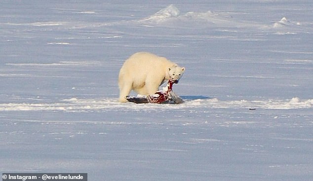 Laut der Website von Visit Svalbard beträgt die Eisbärenpopulation im Spitzbergen-Archipel und in der Barentssee rund 3.000 Tiere und übersteigt damit die menschliche Population