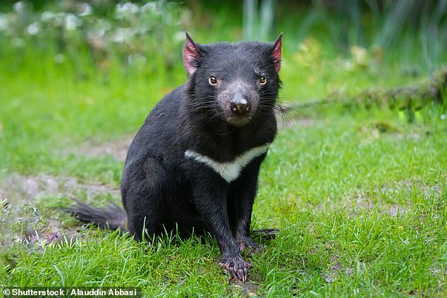 Bob Brown sagte, Hunderte Hektar Regenwald, in dem einige der am stärksten gefährdeten Tiere Australiens leben, wie zum Beispiel der Tasmanische Teufel (im Bild), seien gefährdet