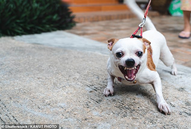 Experten fanden heraus, dass Chihuahuas trotz ihrer Größe fast so aggressiv waren wie Deutsche Schäferhunde