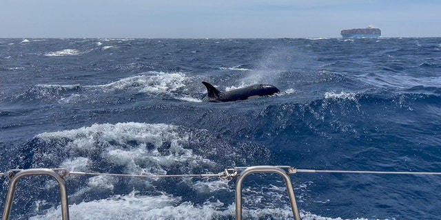 Killerwale vor der Küste Marokkos