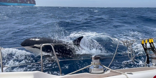 Orcas im Wasser