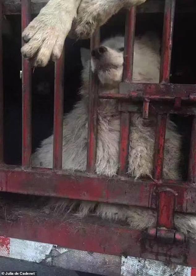 RETTUNG: Felicity (im Bild) wurde von der Wohltätigkeitsorganisation NoToDogMeat gerettet, die sich für die Beendigung des Hundefleischhandels einsetzt