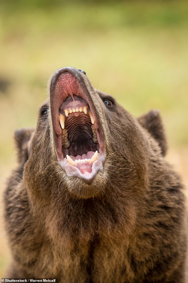 Beamte der Stadt leiteten sofort eine Bärenjagd ein, um das Killertier ausfindig zu machen