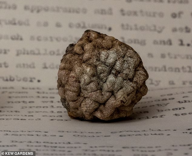 Kein Pilz: Dieses Exemplar ist immer noch im Kew's Fungarium ausgestellt – aber können Sie erraten, was es wirklich ist?  Ein Mitglied der Öffentlichkeit schickte die Kugel 1953 nach Kew, nachdem er sie auf dem Boden in Lancashire gefunden hatte.  Ein weiteres Exemplar wurde 1962 aus Ostafrika und ein weiteres 1971 aus Kent verschickt