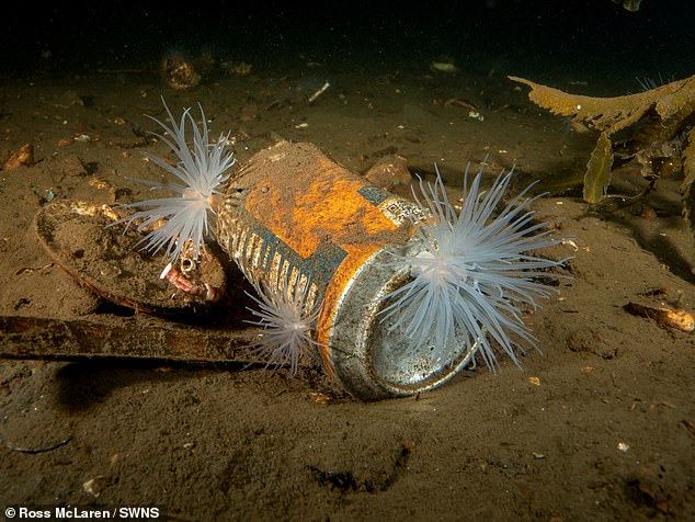 Schockierende Fotos zeigen Meeresbewohner, die sich aus Müll ein Zuhause bauen – darunter ein Hummer, der in einem Leitkegel lebt, und Seeanemonen, die auf einer Dose Irn Bru wachsen