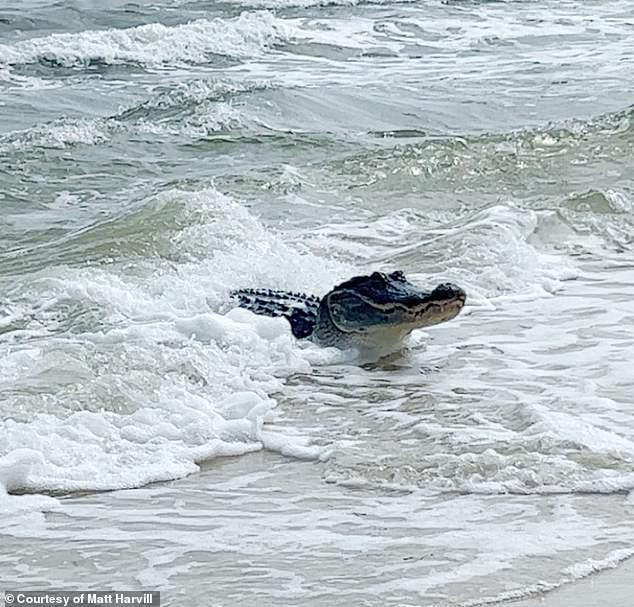 Schockierende Fotos und Videos zeigen einen Alligator, der an einem Strand in Alabama im Golf von Mexiko nur wenige Meter von Strandbesuchern entfernt chillt