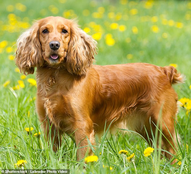 Hündinnen mit goldenem Fell erwiesen sich als noch ausgelassener, wobei bei 12 Prozent der untersuchten Hunde die Aggressivität vorherrschte