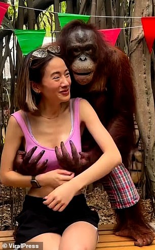 Dies ist der Moment, in dem ein „berüchtigter“ Orang-Utan in einem thailändischen Zoo die Brüste einer kichernden Frau begrapscht