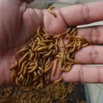 Insektenspaghetti?  EU-Agentur gibt grünes Licht für weiteres insektenbasiertes Lebensmittel