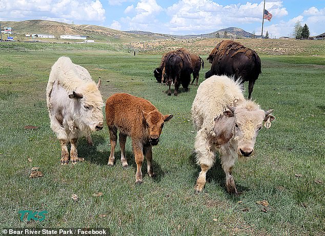 Weiße Bisons sind in den gesamten USA äußerst selten und gelten bei vielen Indianerstämmen als heilig