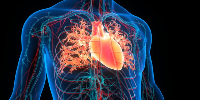 3D-Herzbildgebung
