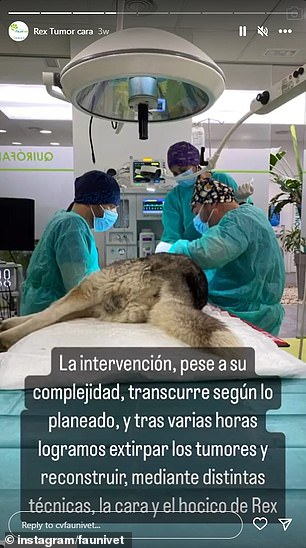 Rex wird in Vinarós, Spanien, operiert