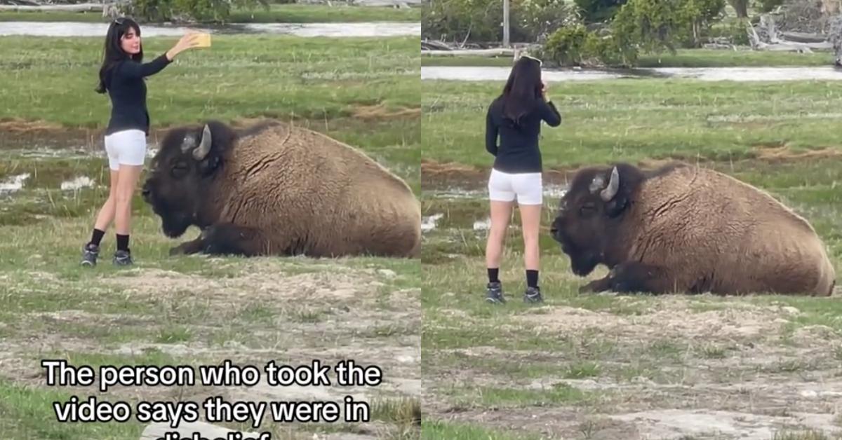 Frau wird zur Rede gestellt, weil sie im Nationalpark ein Selfie mit einem Bison gemacht hat