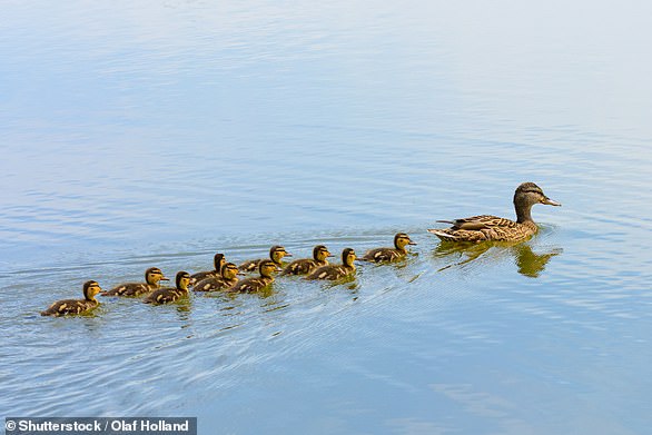 Wissenschaftler der Universität Strathclyde haben herausgefunden, dass das Schwimmen in einer Reihe hinter der Mutter den Luftwiderstand verringert und die Entenküken tatsächlich vorwärts treibt