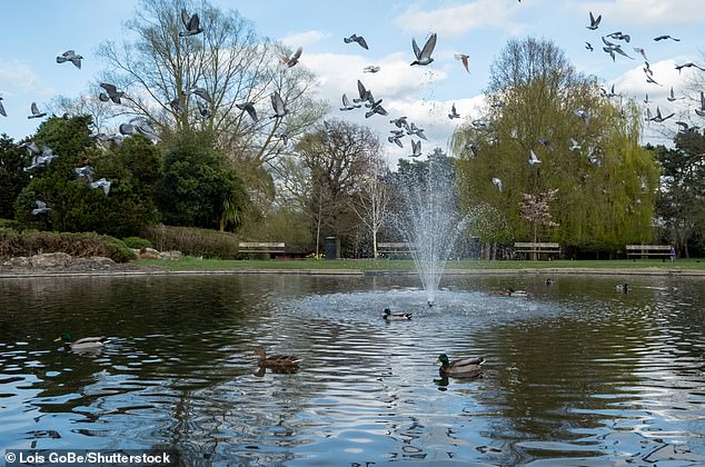 Der Londoner Stadtteil Harrow berät über die Verhängung von Geldstrafen gegen Menschen, die insbesondere Enten und Tauben füttern, und zwar gerade im Pinner Memorial Park (im Bild).