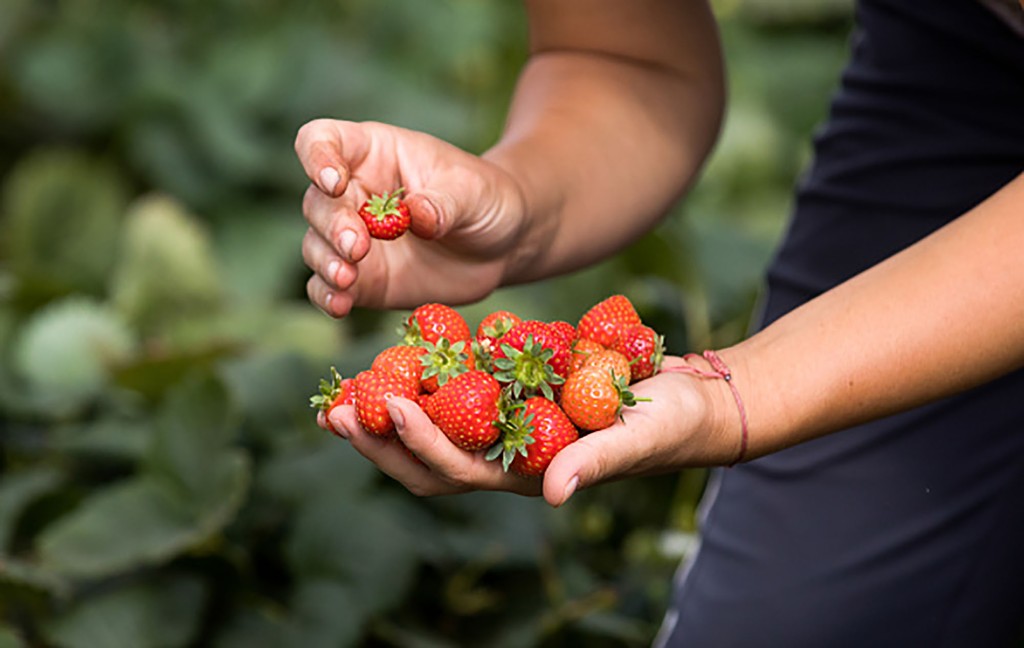 Eine Nahaufnahme von Händen, die gerade gepflückte Erdbeeren halten