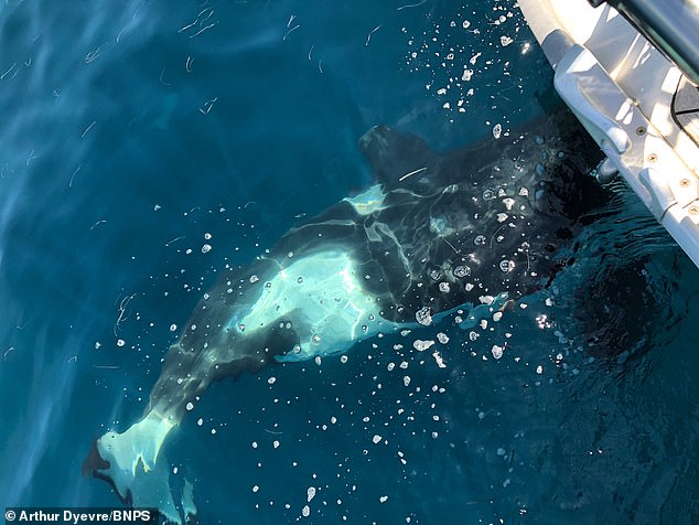 Ein anderer britischer Segler berichtete letztes Jahr von seinem Erlebnis, als ein Wal sein Boot verfolgte, als er von Gibraltar zum Kap St. Vincent in Portugal segelte (Dateibild)