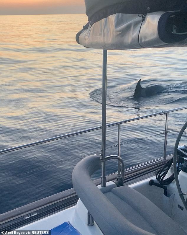 Letzten Monat schwimmt ein Wal neben einem Boot in der Straße von Gibraltar.  Die britische Seglerin April Boyes teilte das Filmmaterial, nachdem ihre Yacht angegriffen wurde
