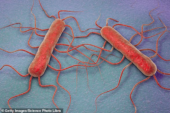 Das obige Bild ist eine Computerillustration des Bakteriums Listeria monocytogenes