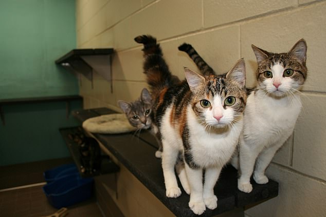 Nach drei Jahren, als die Studie ein Erfolg war, konnten alle neun Studienkatzen adoptiert werden.  Dr. Swanson nahm selbst drei der Laborkatzen mit nach Hause