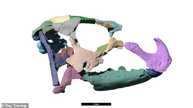 Ausgestattet mit detaillierten Scans des gut erhaltenen Skeletts des neuen Dinos und komplexen statistischen Analysen kam Zannos Team zu dem überraschenden Schluss, dass Iani Smithi gemeinsame Merkmale mit Rhabdodontomorphen aufweist – einer Abstammungslinie von Dinosauriern, die in Nordamerika selten oder nie zu sehen sind