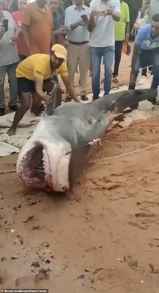 Der Hai wurde später am Strand gefangen und erschlagen (Bild)
