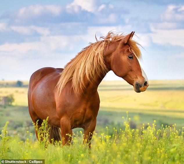 Dr. Claire Ricci-Bonot, Hauptautorin der Studie, sagte, dass Pferde „im Allgemeinen gesellige Tiere sind, die in einem komplexen sozialen System leben“