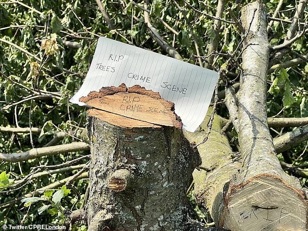 Verärgerte Naturschützer brandmarkten die Zerstörung als „Baummassaker“ und hinterließen Notizen, in denen sie das Gebiet als „Tatort“ bezeichneten.