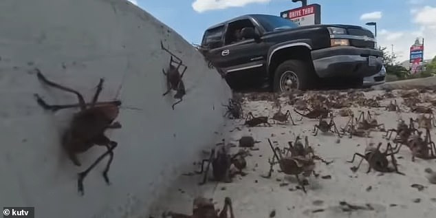 Auf Social-Media-Kanälen geteiltes Filmmaterial zeigt, wie die Stadt zusammen mit mehreren anderen Bezirken Nevadas angegriffen wird, während sich der Insektenschwarm durch den Staat bewegt