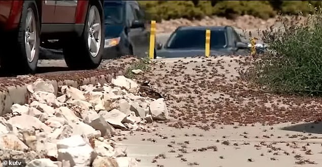 Die pestähnlichen Bilder zeigen auch, wie gefährlich die Straßen jetzt sind, mit der zusätzlichen Schicht zerquetschter Insekten