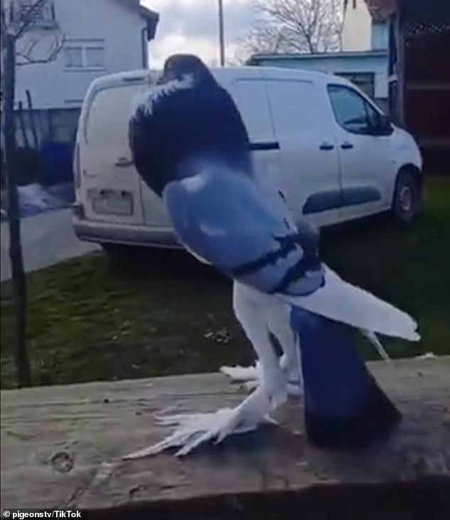 Das bizarre Filmmaterial, das vermutlich in Großbritannien gedreht wurde, wurde letzten Monat auf TikTok geteilt und sorgte bei den Menschen für Verwirrung über den seltsam aussehenden Vogel