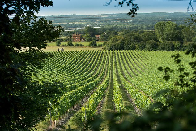 Das Weingut Chapel Down (im Bild) verkaufte im vergangenen Jahr 790.000 Flaschen Schaumwein, was 33 Prozent des englischen Weinmarktes entspricht