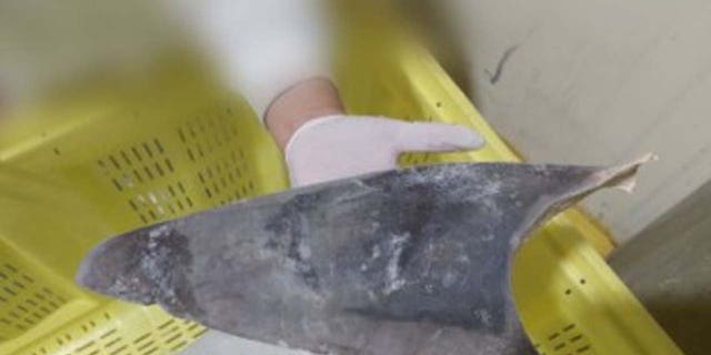 Eine Person hält eine abgetrennte Haifischflosse