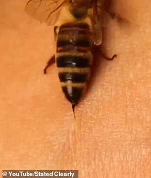 Erstens geben Bienen beim Stechen eine Chemikalie namens Melittin an ihr Opfer ab