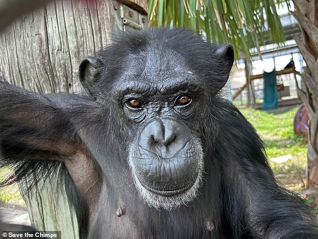 Wenn Vanilla nicht gerade mit den anderen Schimpansen ihre neue Insel erkundet, sitzt sie auf einer dreistöckigen Kletterplattform mit Blick auf ihre neue Welt