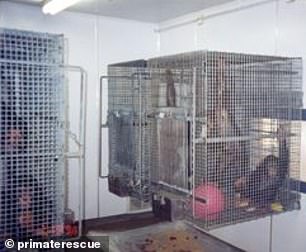 An gegenüberliegenden Wänden des fensterlosen Gebäudes waren sechs Käfige aufgereiht, in denen die Schimpansen einander sehen konnten, aber grausamerweise zu weit entfernt waren, um Kontakt miteinander zu haben