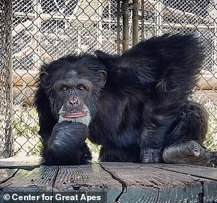 Als sie im Alter von zwei Jahren von LEMSIP umgesiedelt wurde, gehörte sie zu den 30 Schimpansen, die zur Wildlife Waystation in Kalifornien geschickt wurden, und schloss sich einer kleinen Familiengruppe an, die in einem Gehege mit eingezäuntem Dach wohnte (wie das abgebildete).